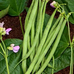 beans, Dwarf French Filet Triomphe de Farcy